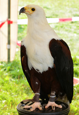 Schrei-Seeadler (1).jpg